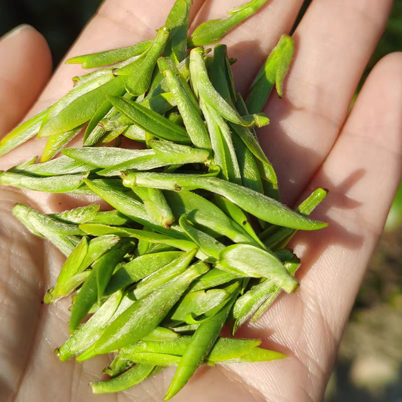【小肖茶叶】2025年新茶头春头采乌牛早龙井扁茶鲜爽鲜甜芽头肥