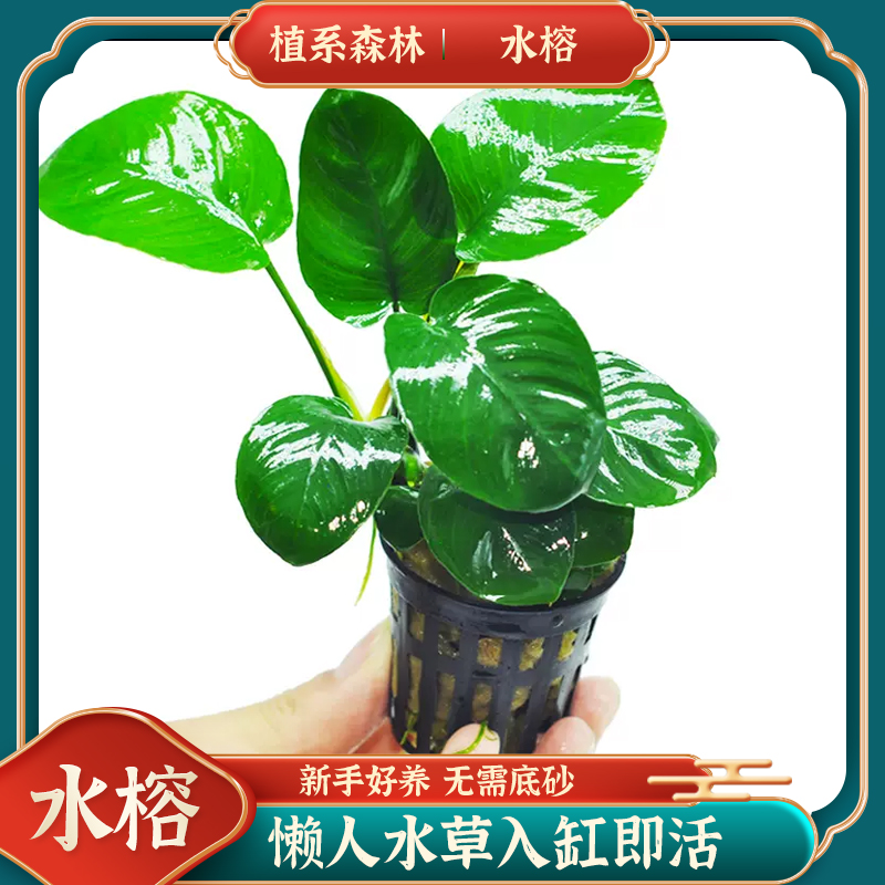 【水草福利】-新号开播福利真水草鱼缸水草植物活体耐活耐