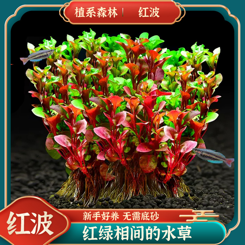 【红绿波】红绿相间的水草-新手好养活的红色水草鱼缸造景无需低砂
