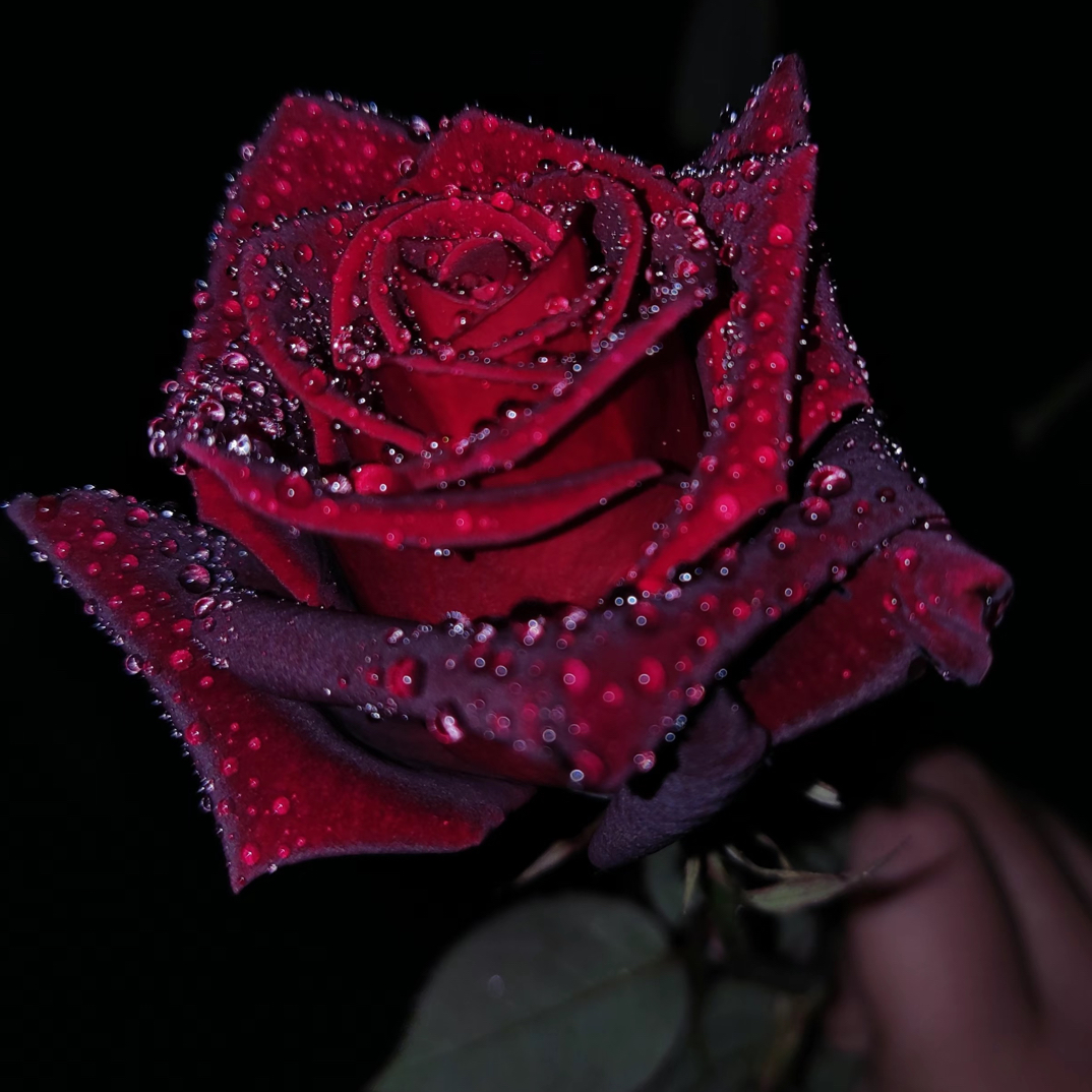 大苗月季一物一拍