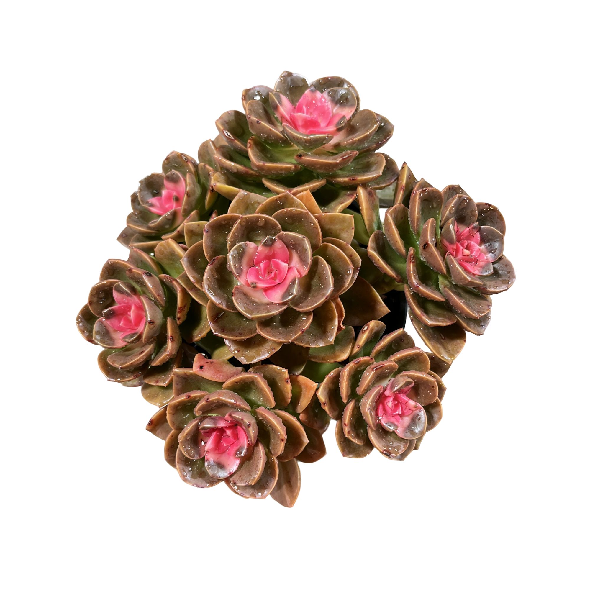 【爱莎公主】带盆土发货 多肉盆栽植物 百荟多肉 多肉2单包邮