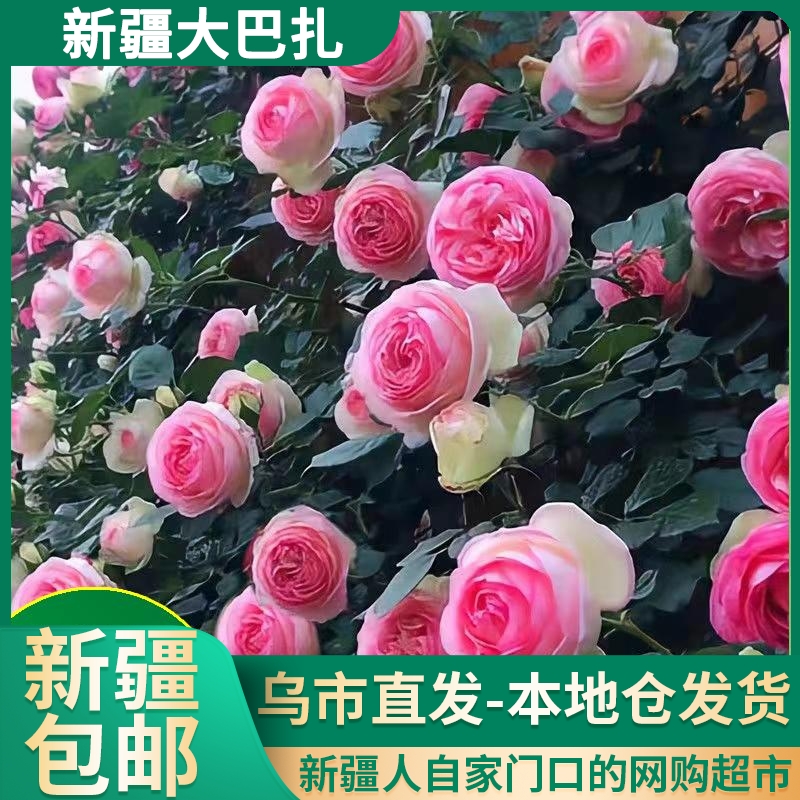 【新疆包邮】110粒/包混色爬藤月季花种子蔷薇花庭院盆栽绿植微景观