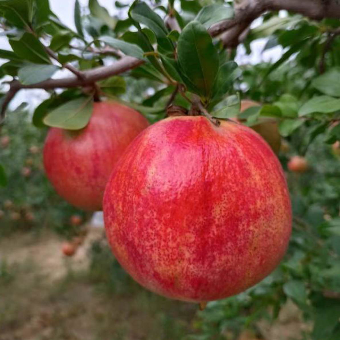 河南软籽石榴  12个装中果6斤净重 礼盒装突尼斯软籽石榴甜度高