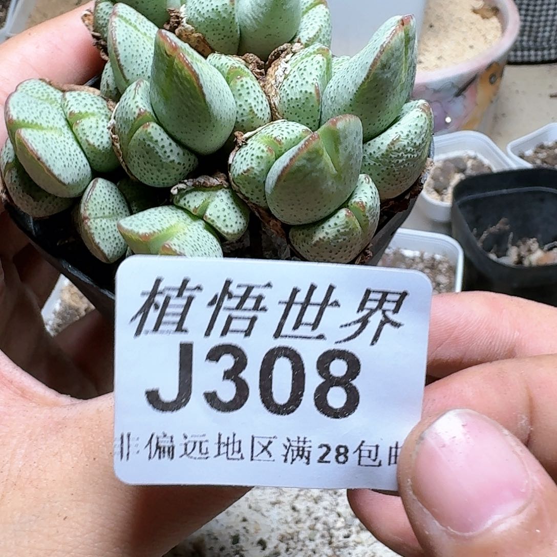 308号多肉植物。x