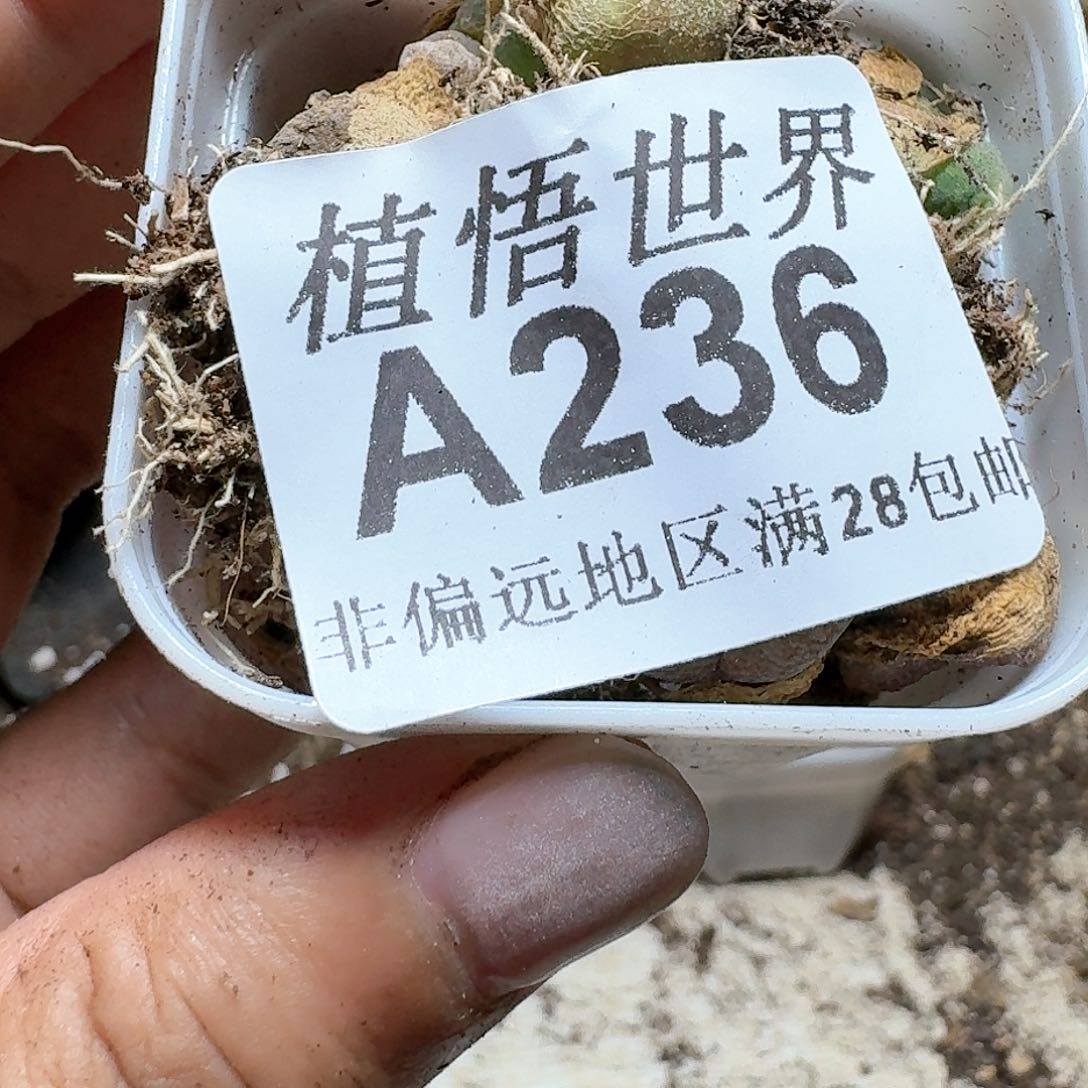 236号多肉植物哇