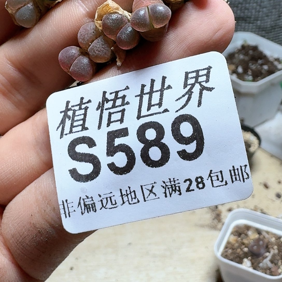 589号多肉植物。z