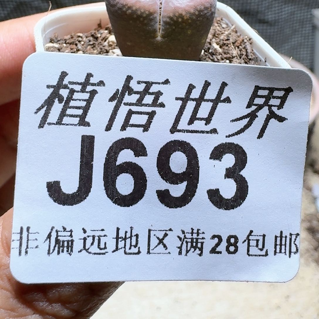 693号多肉植物，x