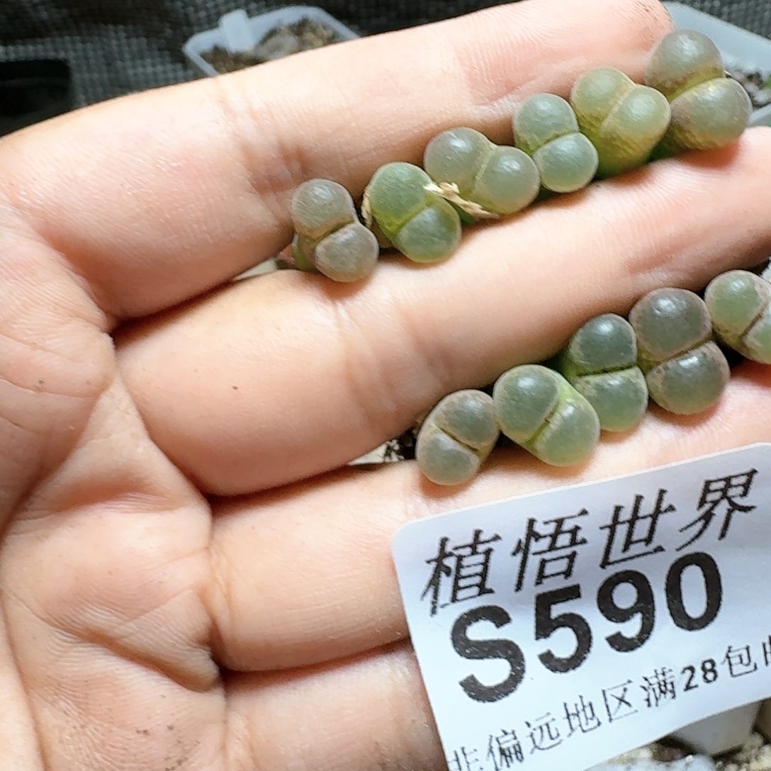 590号多肉植物q。