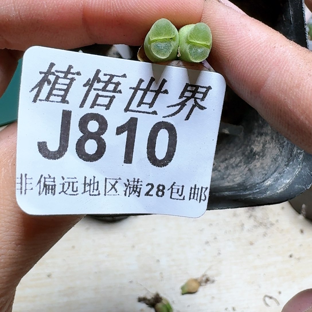 810号多肉植物群，x