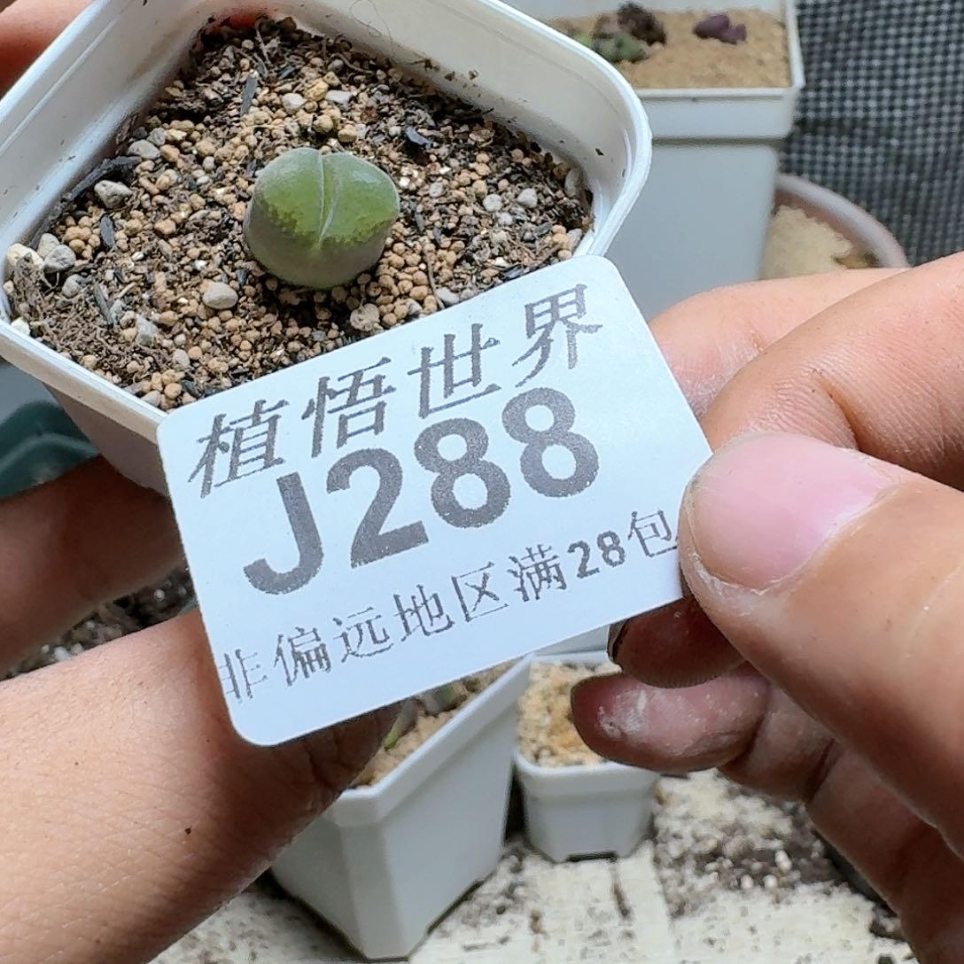 288号多肉植物群。x
