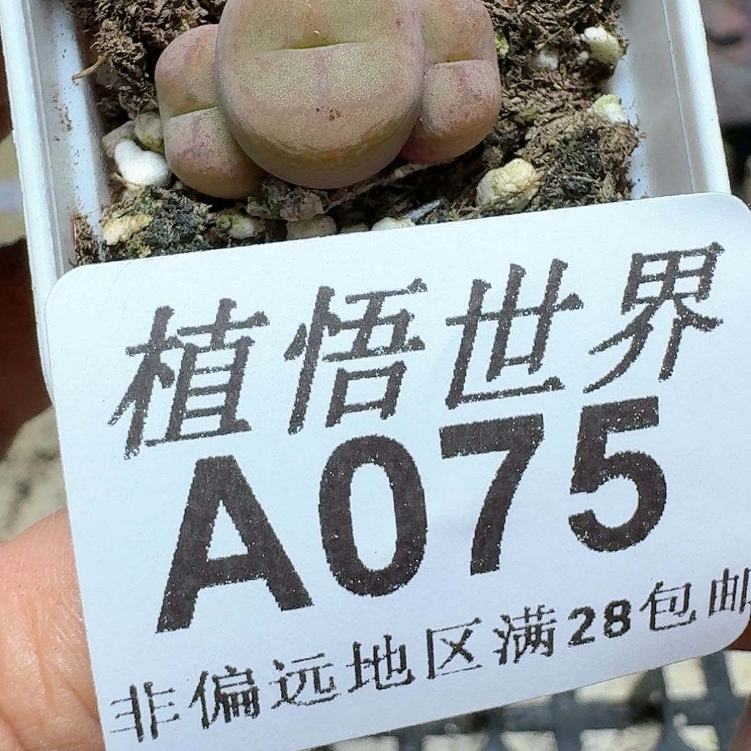 075号多肉植物群。x