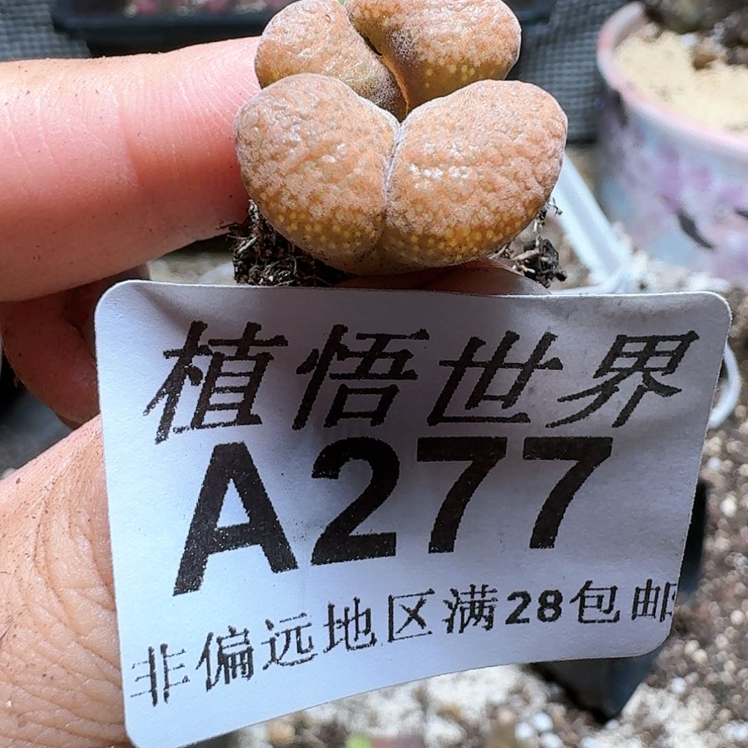 277号多肉植物哇