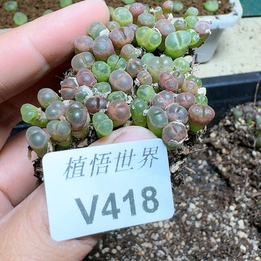 418号多肉植物哇c