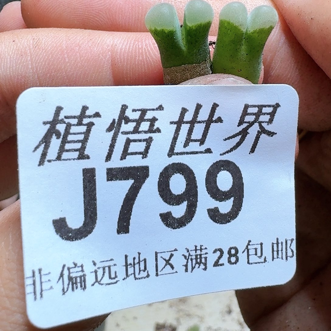 799号多肉植物。x