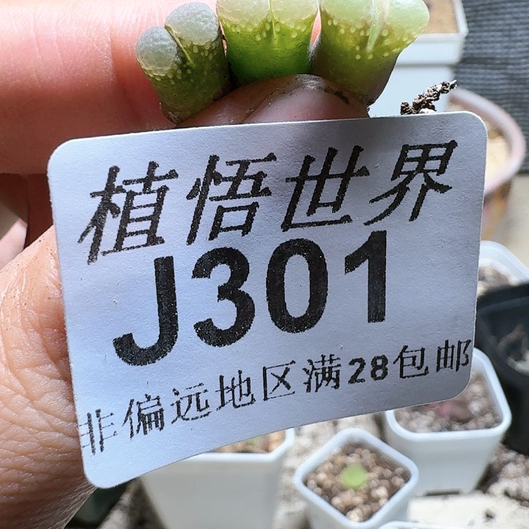 301号多肉植物。x