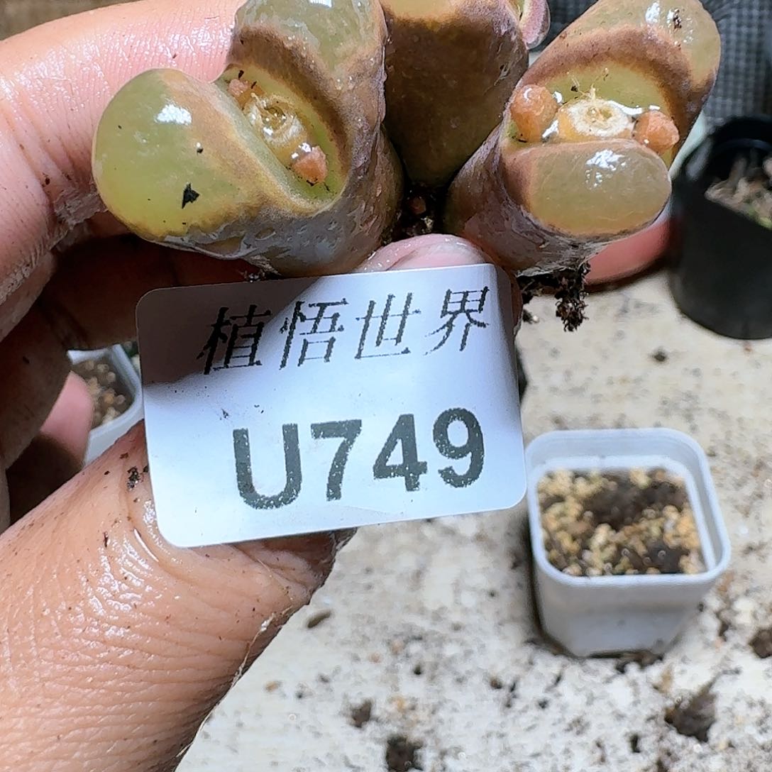 749号多多肉植物哇fv