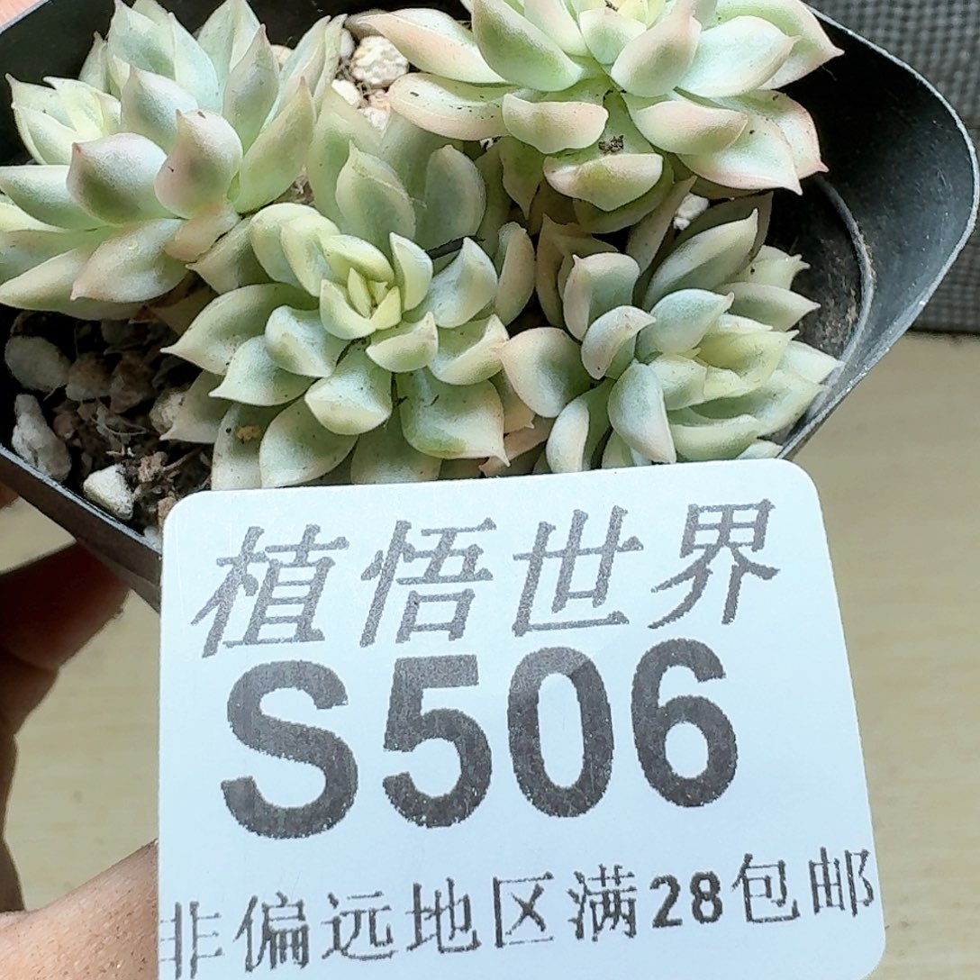 506号多肉植物哇