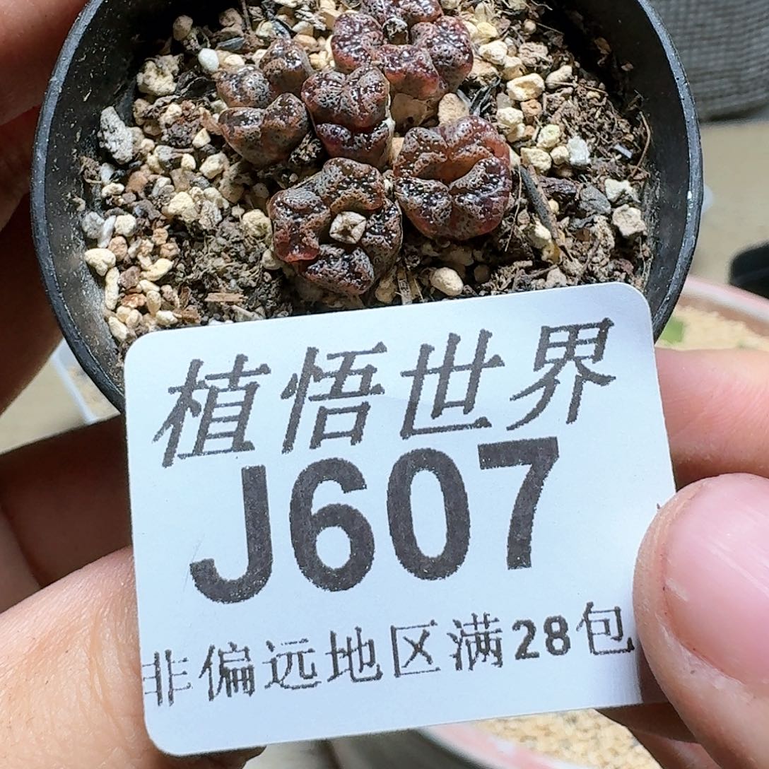 607号多肉植物群，x