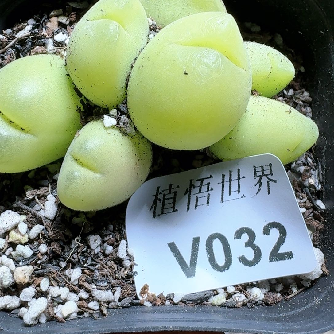 032号多肉植物哇c f