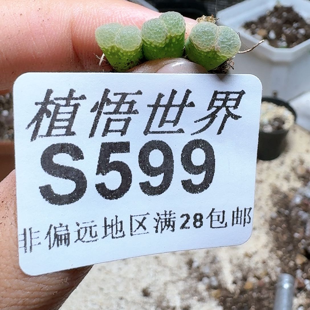 599号多肉植物哇