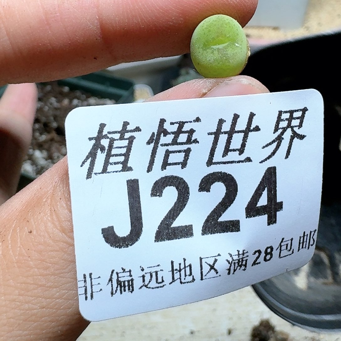 224号多肉植物。d