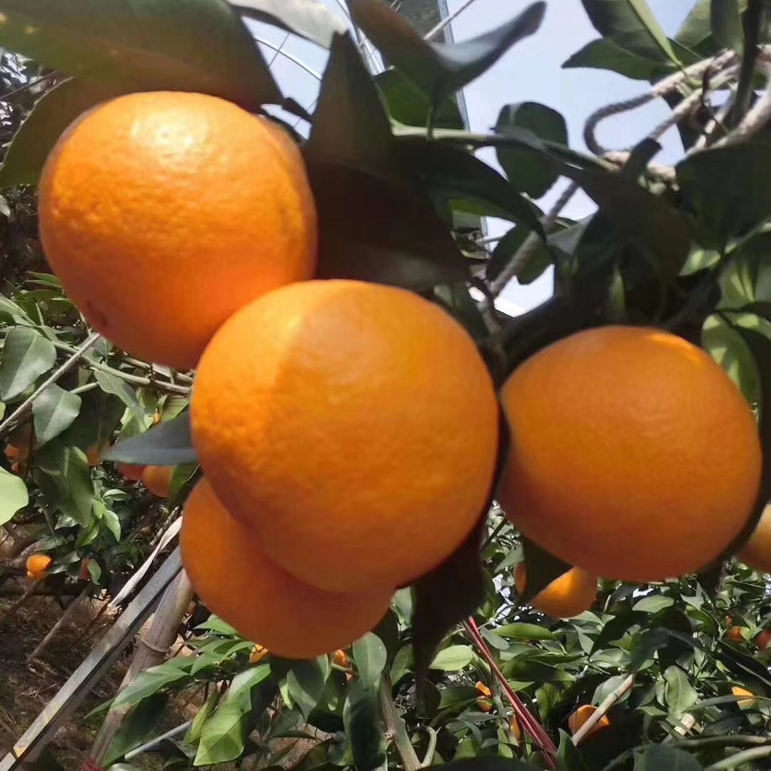 【潘爸家庭农场】正宗象山红美人柑橘 现摘桔子新鲜果冻橙5斤装（箱）