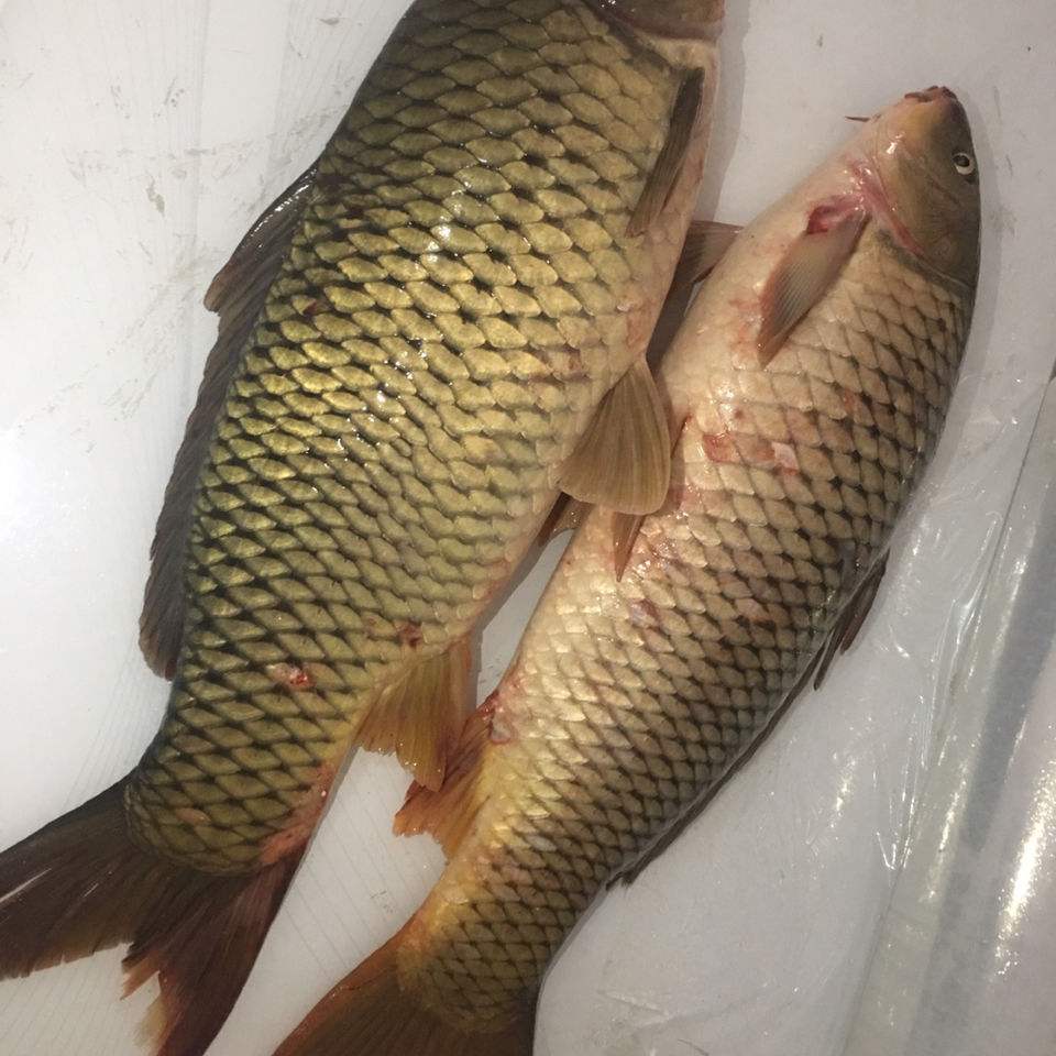 冬捕鲤鱼5斤至30斤改价链接包邮