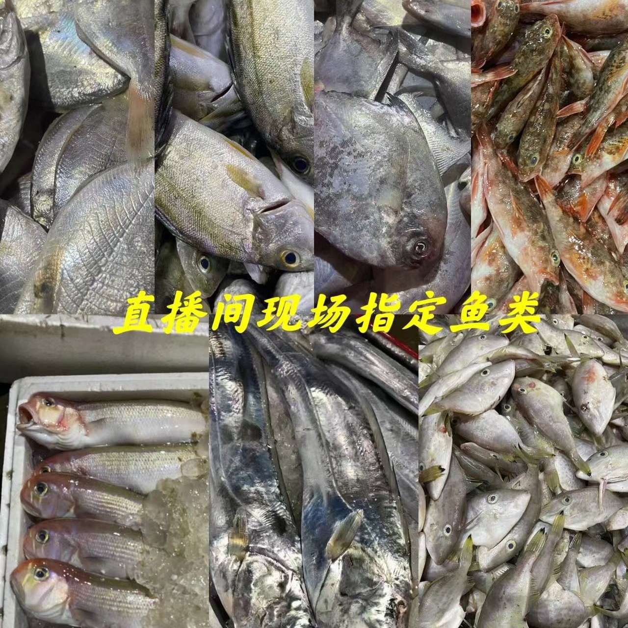 广东汕尾生鲜本港野生海捕杂鱼1#以直播间为准NO退NO换