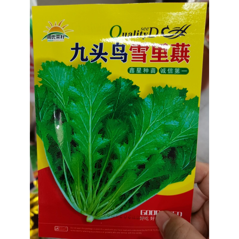 种盈雪里红种子种盈雪里红种子