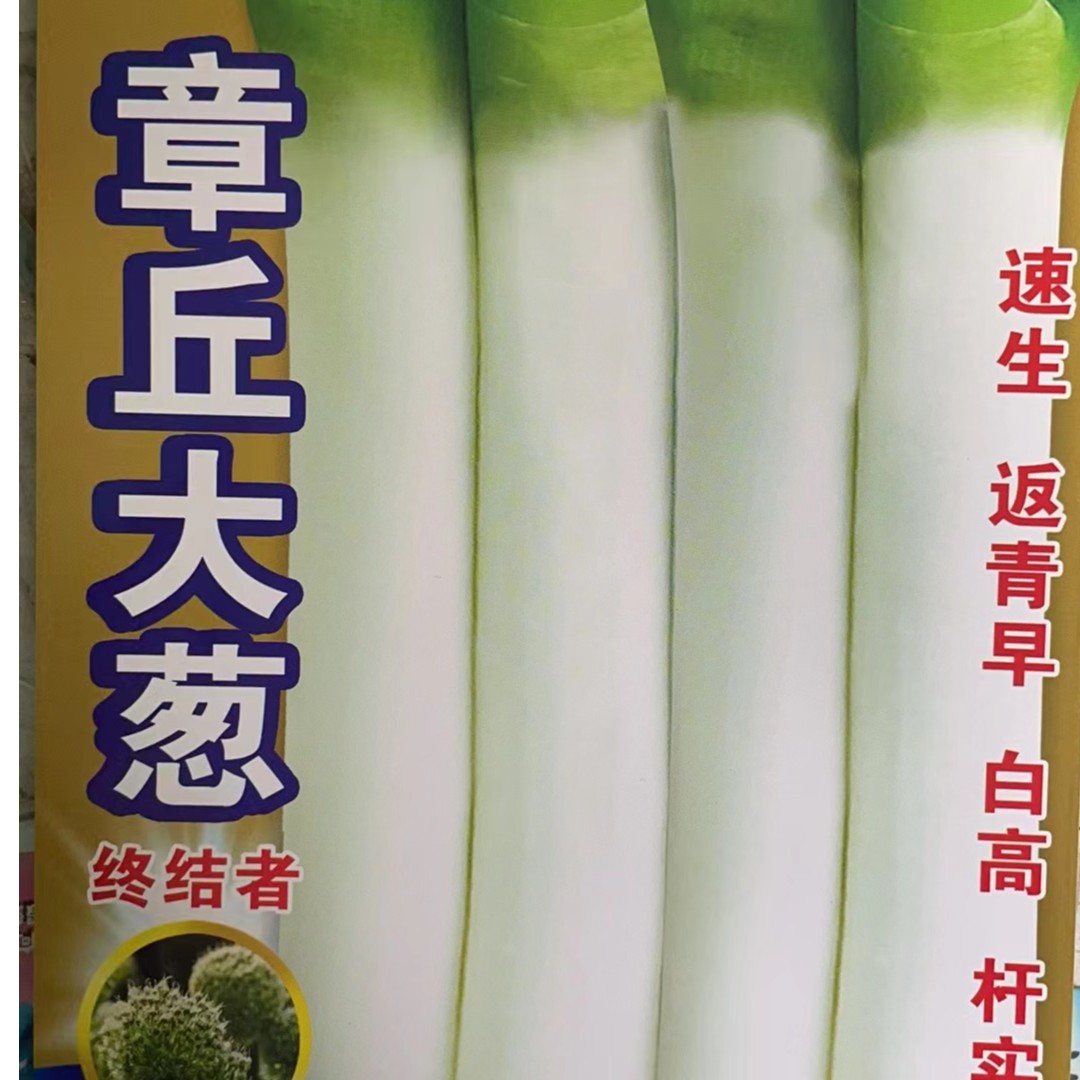 主播优选章丘大葱种子