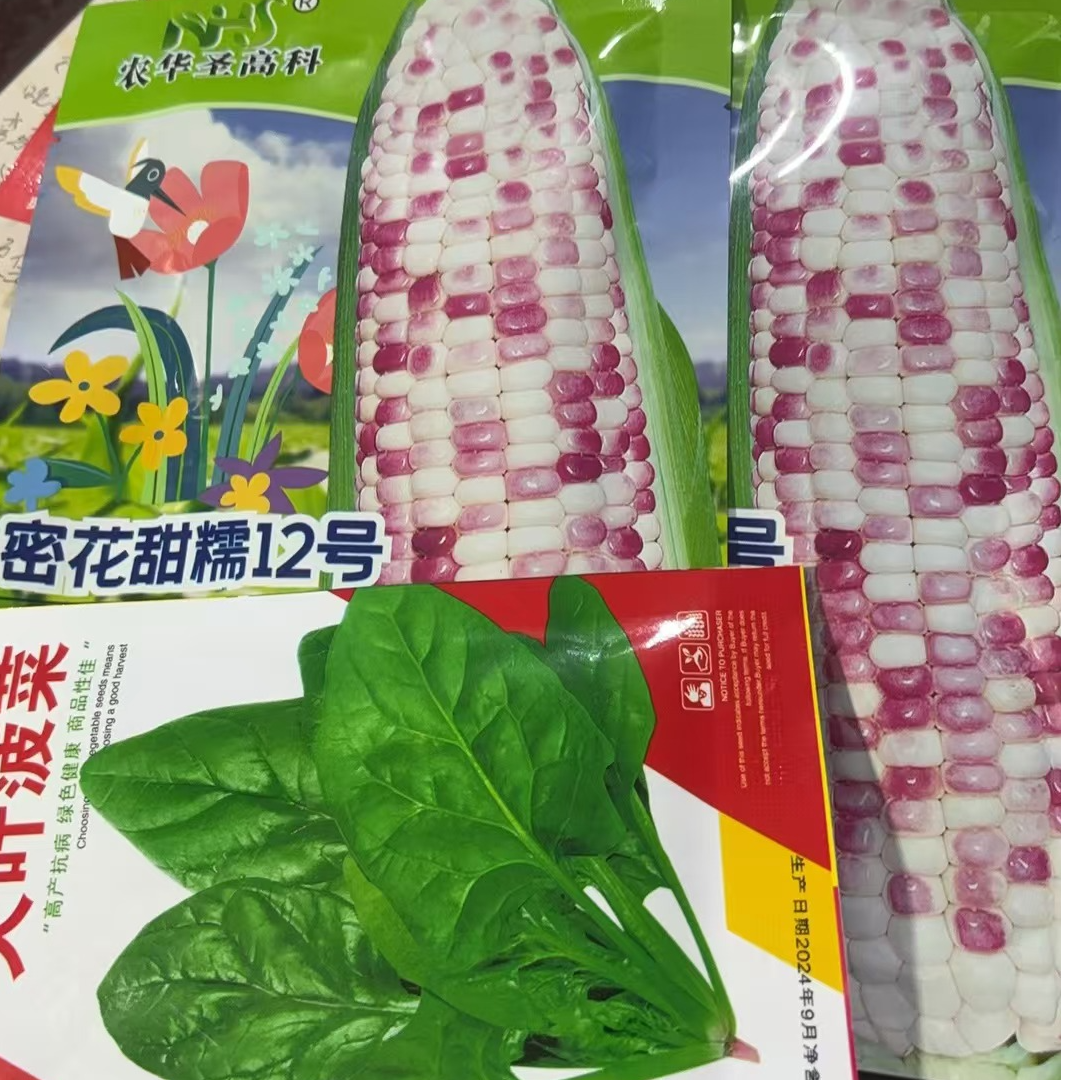 （密花甜糯12）拍三单送菠菜种子