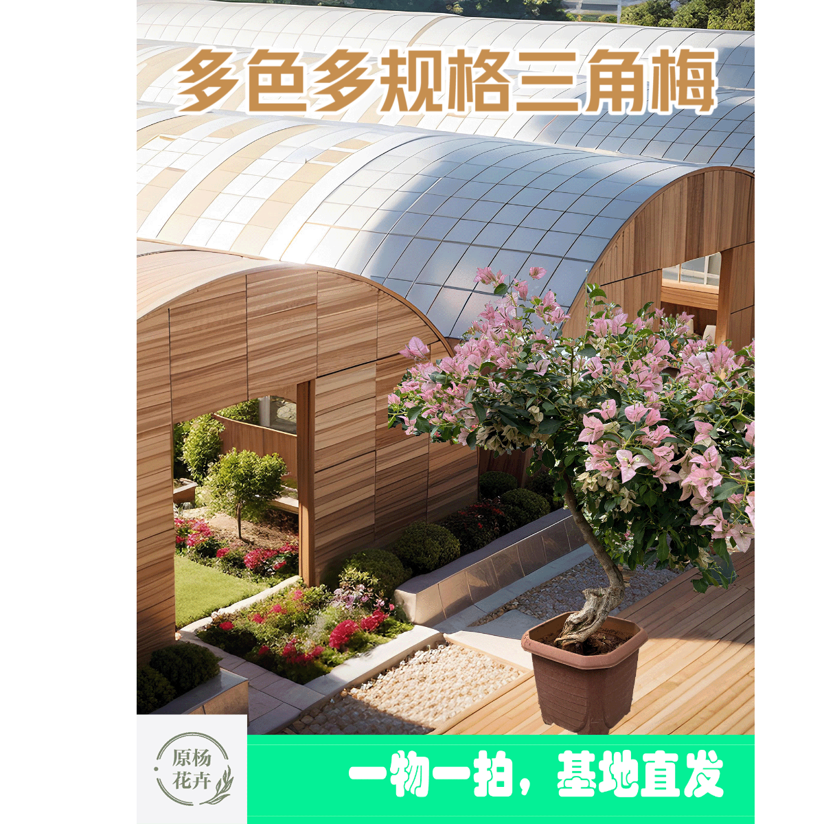 云南御品花卉多色多规格嫁接三角梅花卉原生老桩基地速发