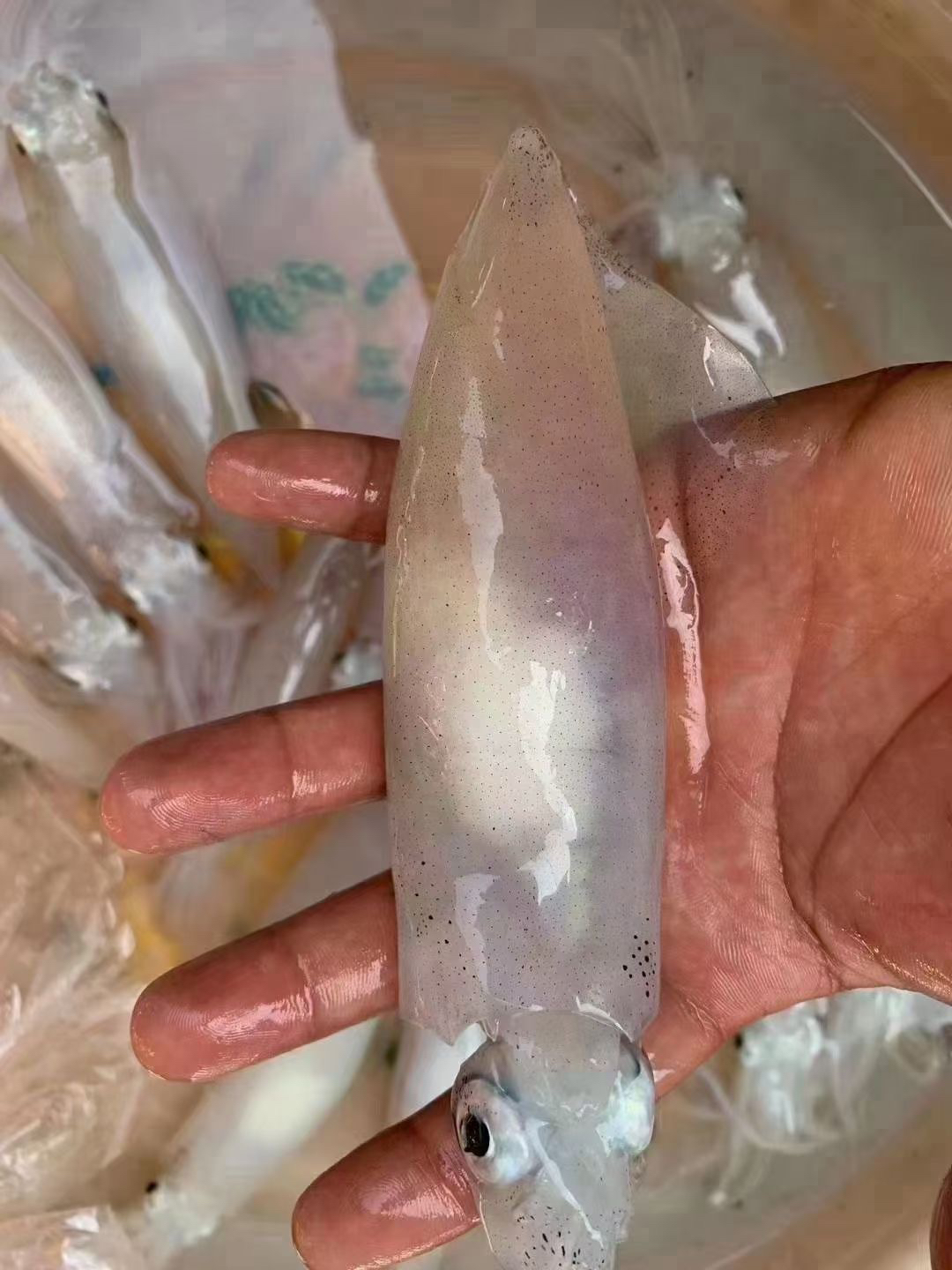 陆丰碣石港照灯尼子 新鲜鱿鱼 透明小管 清蒸 白灼 鲜脆甜