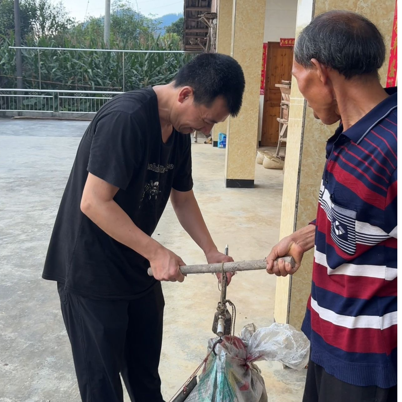 四川高山粮食土猪年猪（直播现称）