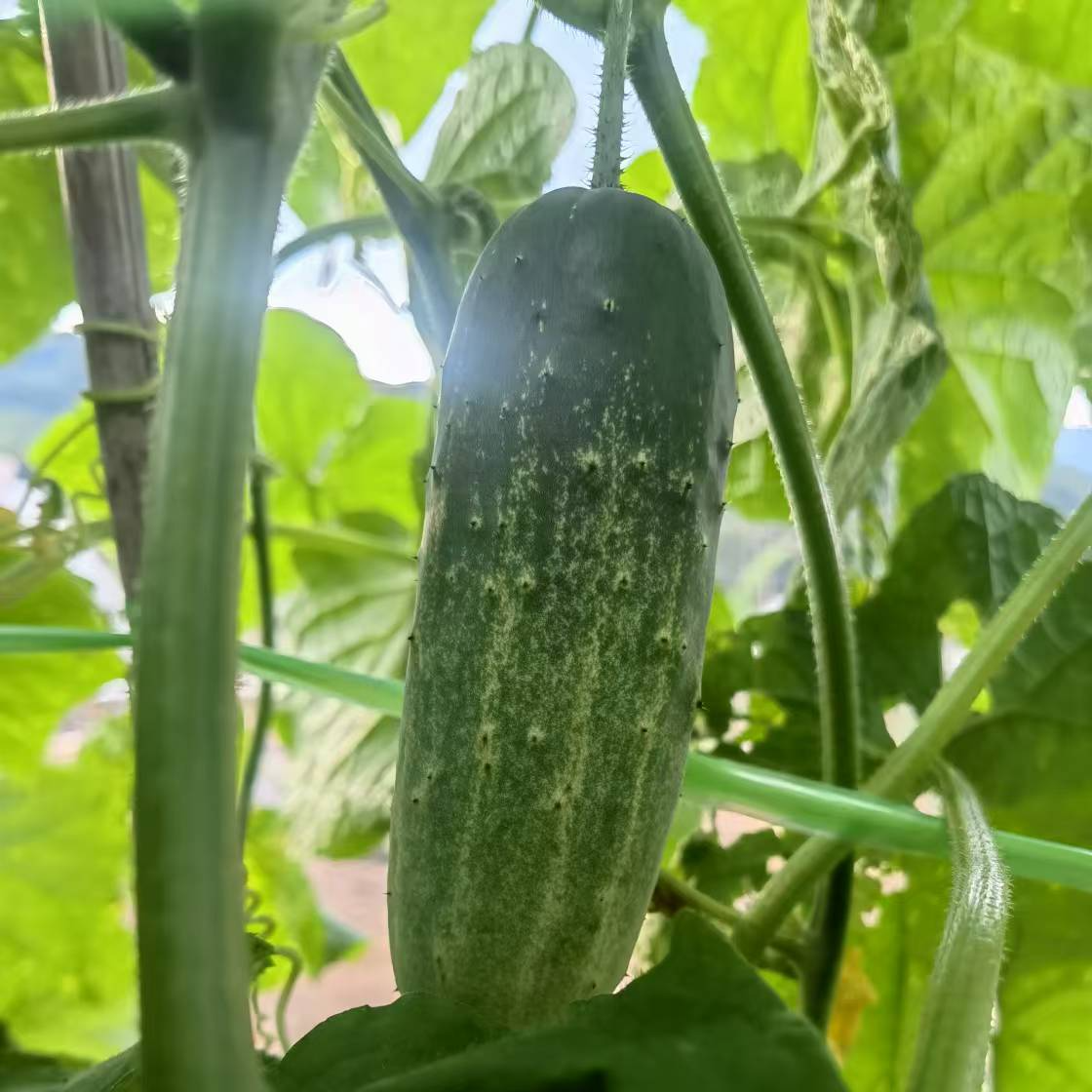 云南黄瓜西双版纳高山露天蔬菜新鲜采摘胖黄瓜露天种植