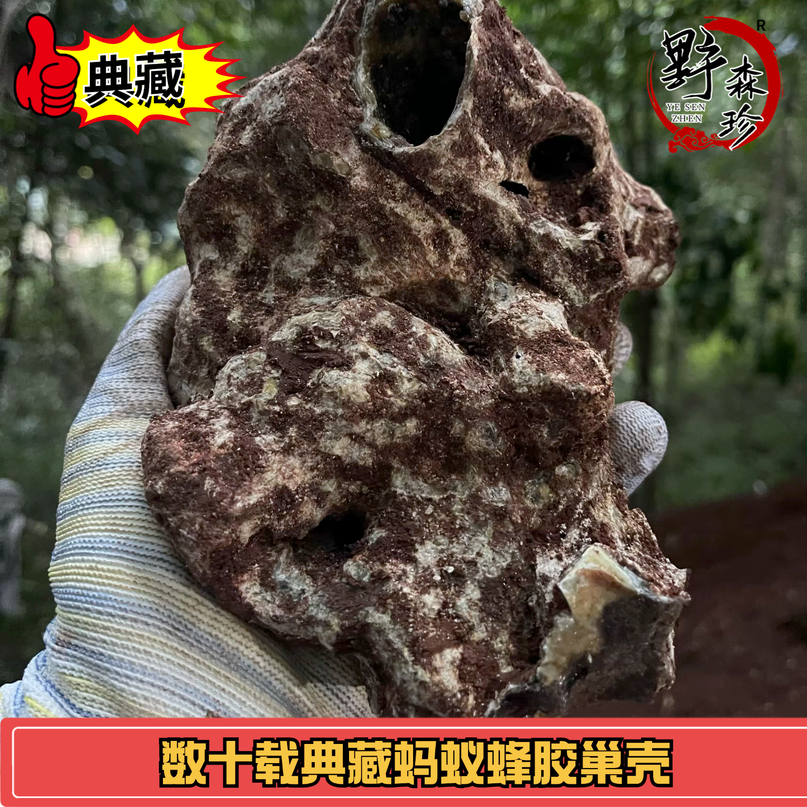 ༺蚂蚁蜂巢壳༻  优质老巢壳