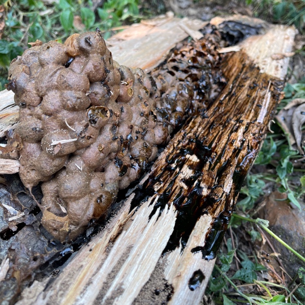 ༺黑酸蜂蜜༻ 古树酸黑蜜