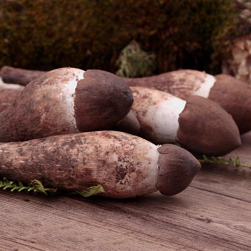 ༺鸡枞菌༻ 云南高原鲜鸡枞