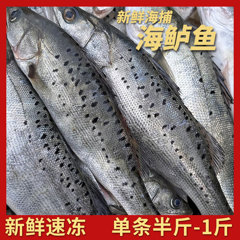 石岛本地 海鲈鱼纯野生新鲜速冻七星鲈鱼  单条半斤到1斤 净重4斤