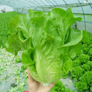 生菜四季播种奶油生菜玻璃生菜阳台庭院盆栽种植秋冬蔬菜种子