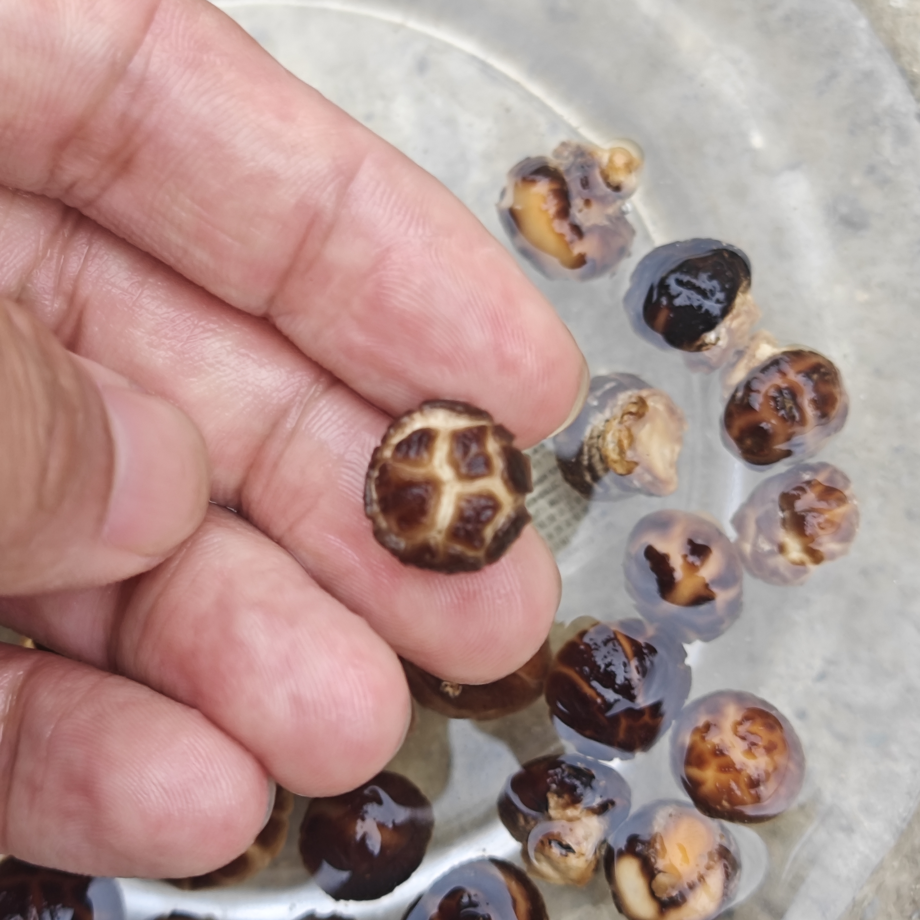 秦岭深山小香菇农家小香菇