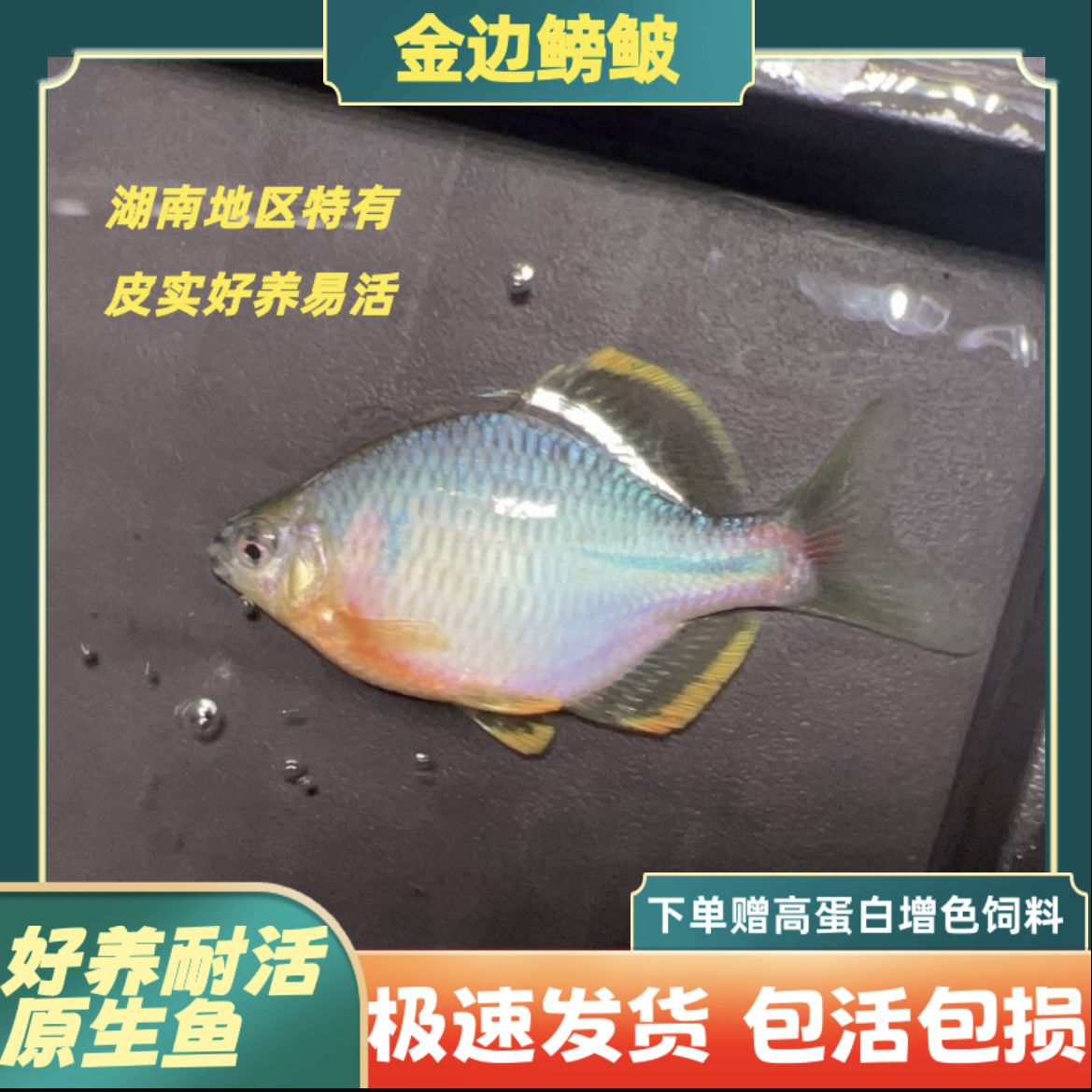 金边鳑鲏稀有鳑鲏冷水鱼原生观赏鱼吃丝状藻包活混养发货