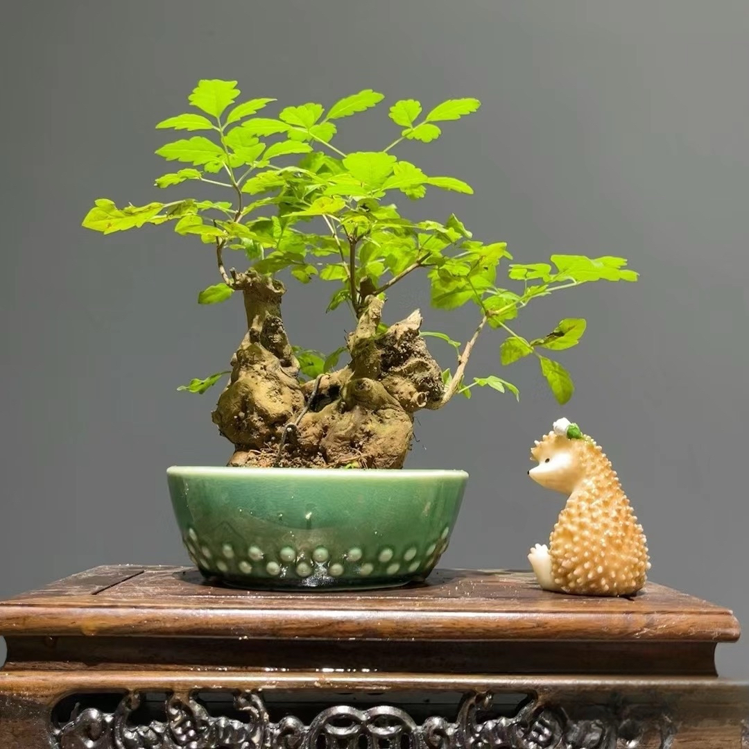 黄荆老桩盆景素材  直播链接   一物一拍。