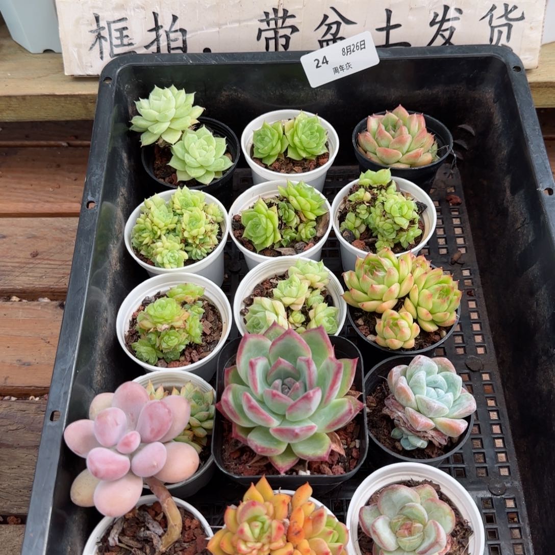 框拍框拍0826-24