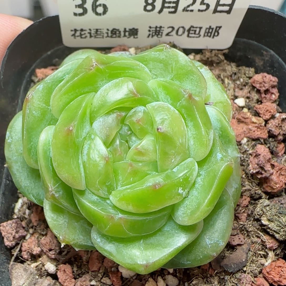 HY0825-36珍妮糖心