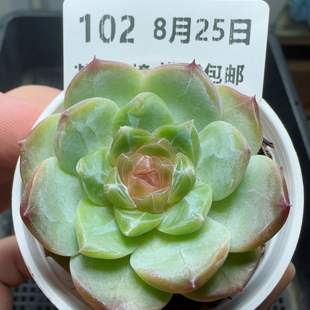 HY0825-102糖心冰魄