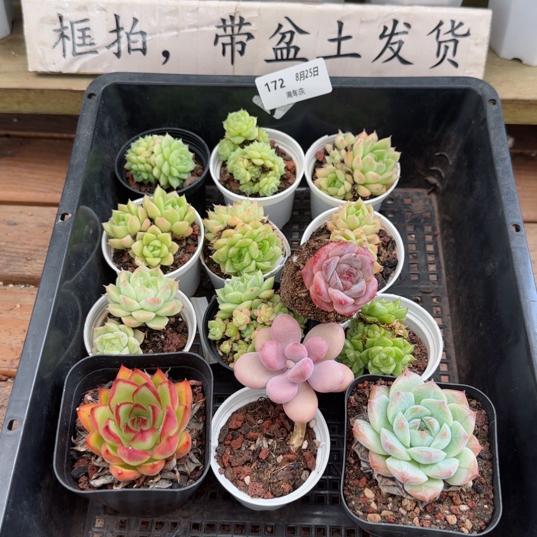 框拍框拍0825-172