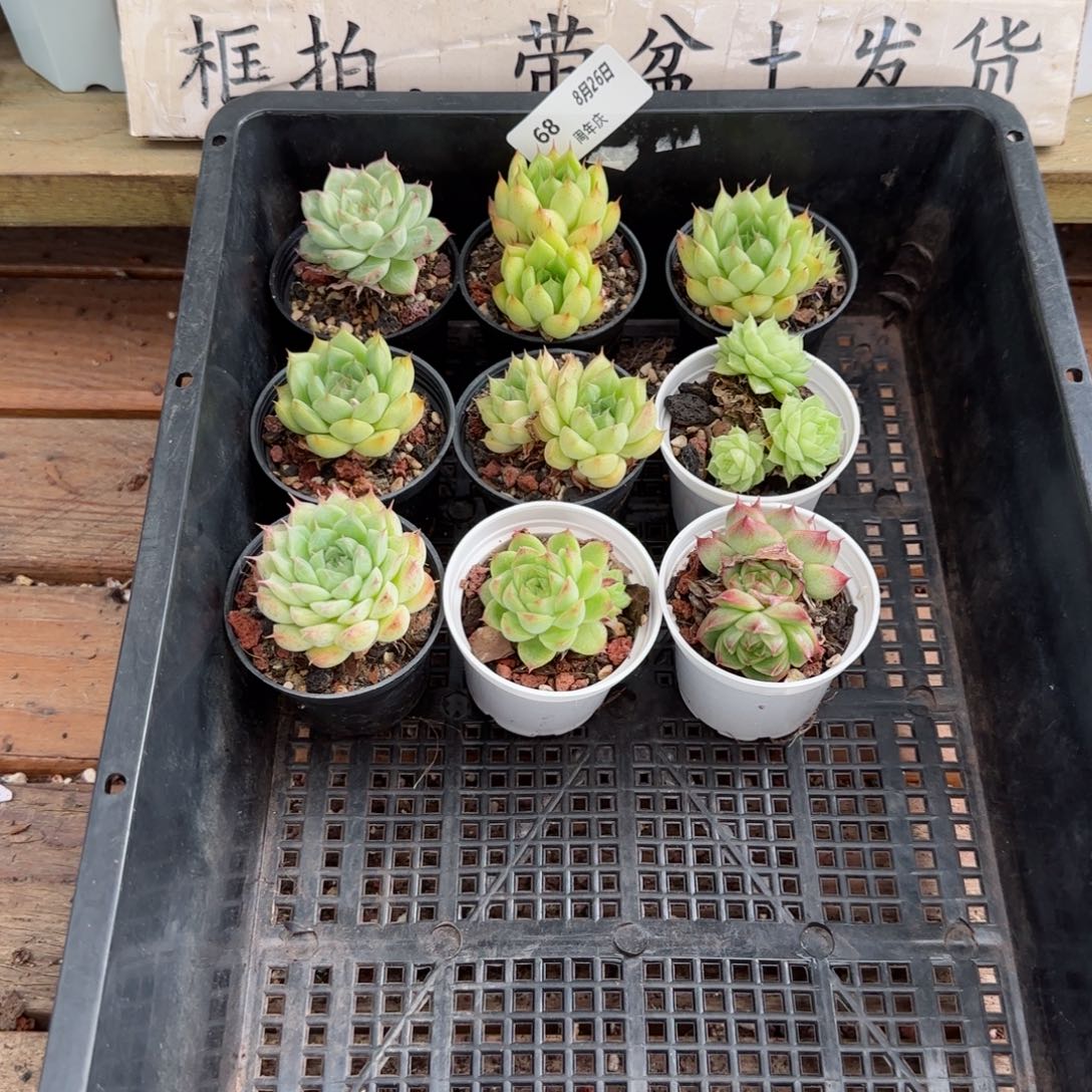 框拍框拍0826-68