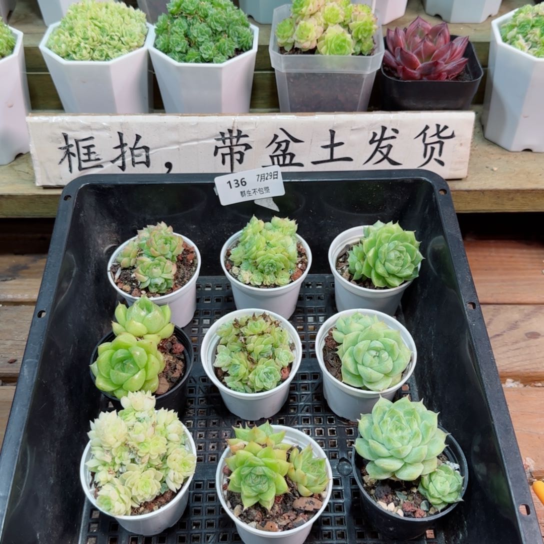 福利组合0729- 136
