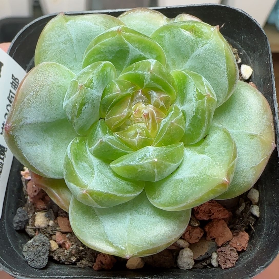 HY0825-35珍妮糖心